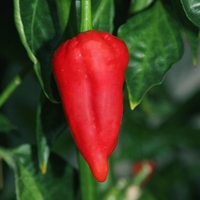 Chilli Norfolk Naga - Plants