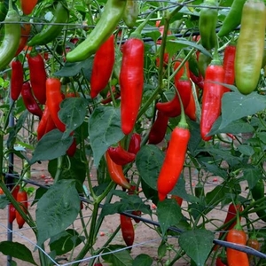 Chilli Pepper 