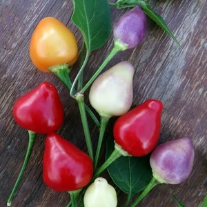 Chilli Pepper Spangles - Plants X3