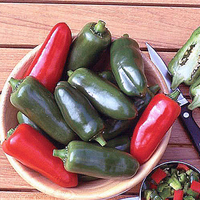 Chilli Plants Collection X 12