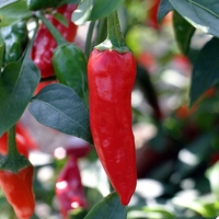 Chilli Plants Collection X 4