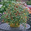 Chilli Seeds - Basket Of Fire