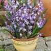 Chionodoxa Forbesii - Glory Of The Snow Bulbs