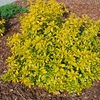 Choisya Ternata Sundance- 3ltr Shrub