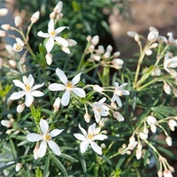 Choisya White Dazzler 3l Potted Shrub