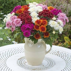 Chrysanthemum - Complete Collection X15