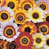 Chrysanthemum Tricolor Mix - Seeds