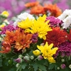 Chrysanthemums - Hardy Garden Mums Plants X15