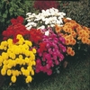 Chrysanthemums Hardy Garden Mums - Plants