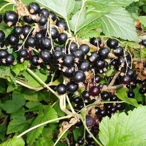 Chuckleberry 2ltr Potted Plant