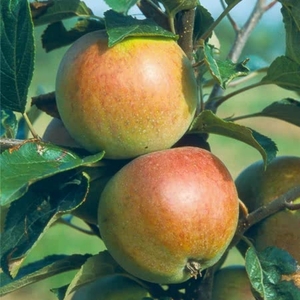 Cider Apple Dabinett - Apple Tree