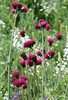 Cirsium Rivulare Atropurpureum - Brook Thistle X1 Bare Root Perennial