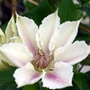 Clematis - Corinne Evipo063 X1