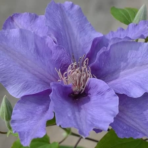 Clematis Sacha Plants