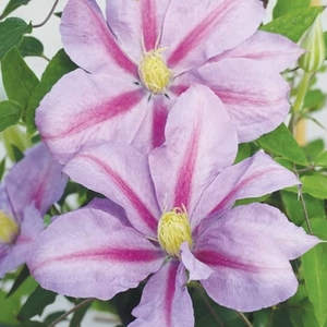 Clematis Volunteer Plants