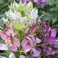 Cleome 
