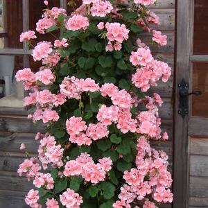 Climbing Geranium Plants - Pink