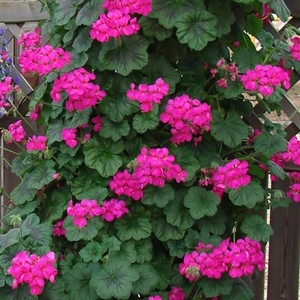 Climbing Geranium Plants - Violet