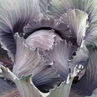 Clubroot Resistant Brassica Collection X 16 - Plants
