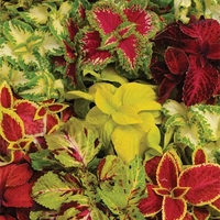 Coleus Wizard Mix - Plants