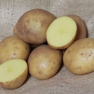 Colleen Seed Potatoes