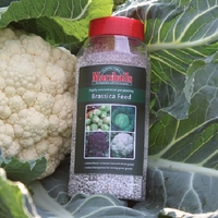Concentrated Brassica Feed - Pre-planting