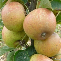 Connoisseur Apple Tree Collection X5
