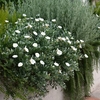 Convolvulus Cneorum 3l Potted Shrub