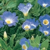Convolvulus Royal Ensign - Seeds