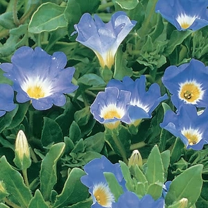 Convolvulus Royal Ensign - Seeds