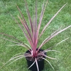 Cordyline Australis Charlie Boy 3l Potted Shrub