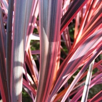 Cordyline Australis Salsa 2l Potted Shrub