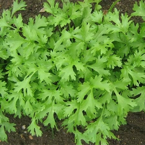 Coriander Seeds - Calypso
