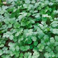 Coriander X 3