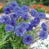 Cornflower Blue Diadem Flower Seeds