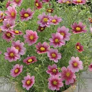 Cosmos Antiquity - Plants