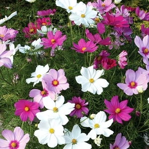 Cosmos 