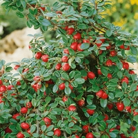 Cotoneaster Coral Beauty- Shrubs