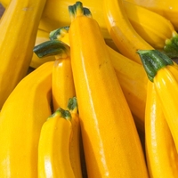 Courgette Lemona -plants