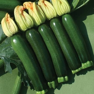 Courgette Seeds Collection