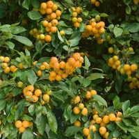 Crab Apple Golden Hornet - Apple Tree