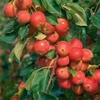 Crab Apple Jelly King - Apple Tree