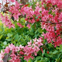 Crab Apple Malus Royalty - Tree