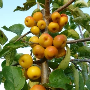 Crab Apple Tree 