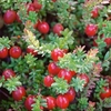 Cranberry Pilgrim-plants