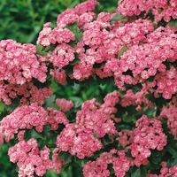 Crataegus Laevigata Paul