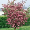 Crataegus Laevigata Rosea Flore Pleno - Hawthorn Tree