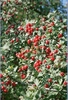Crataegus Monogyna- Hawthorn- Hedge