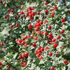 Crataegus Monogyna-hawthorn-hedge