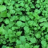 Cress Seeds - (american Land)